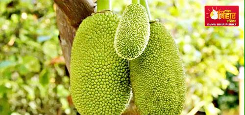 Jackfruit Benefits