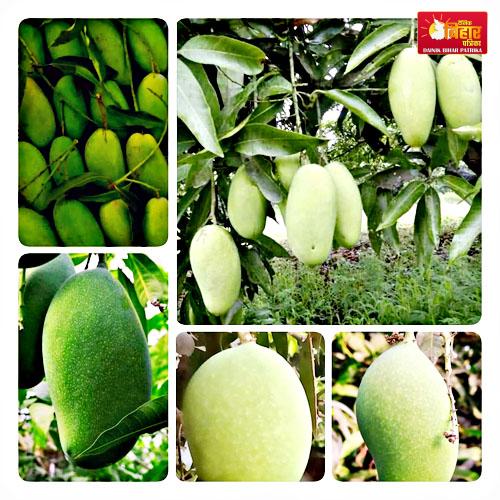 Important Tips for Mangoes Ripeness