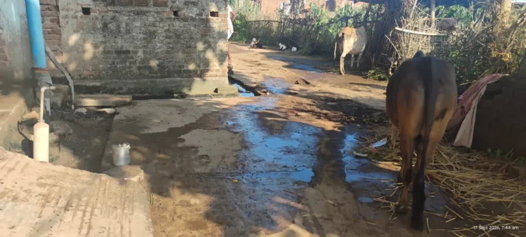 CHANDAN NEWS: झमाझम बारिश से किसानों को राहत, गांवों में कीचड़ और बिजली गुल ने बढ़ाई परेशानी