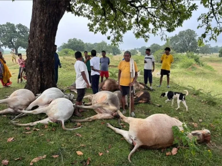CHANDAN NEWS: वज्रपात से 11 मवेशियों की मौत, पशुपालकों ने मुआवजे की मांग